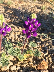 Lupinus flavoculatus