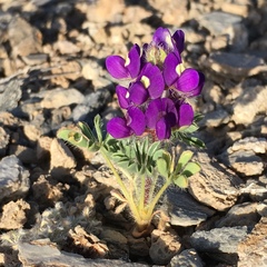 Lupinus flavoculatus