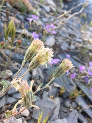 Chaenactis macrantha