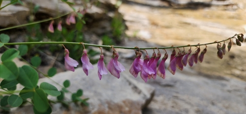 Hedysarum occidentale var. canone