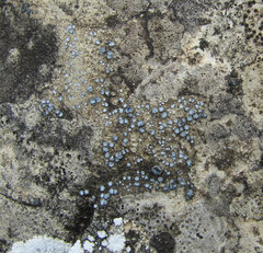 Pyrenodesmia variabilis