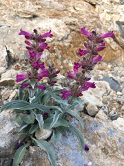 Penstemon monoensis