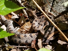 Sistrurus miliarius streckeri