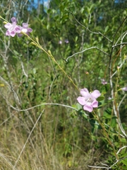 Agalinis linifolia