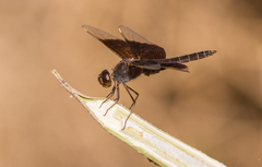 Brachythemis fuscopalliata