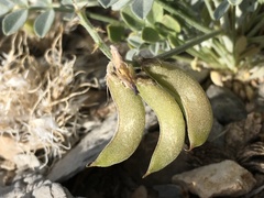Astragalus mohavensis
