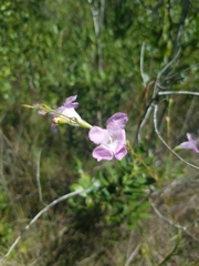 Agalinis linifolia