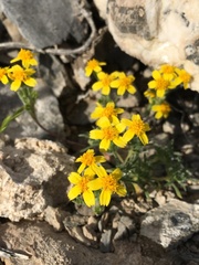 Eriophyllinae