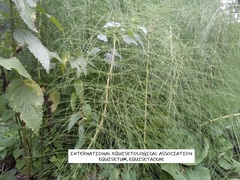 Equisetum telmateia telmateia