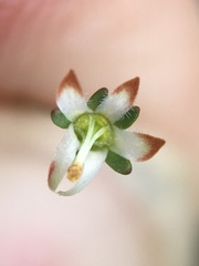 Nemacladus morefieldii