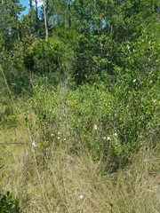 Agalinis linifolia