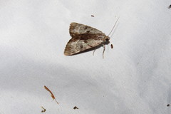 Catocala andromedae