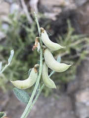 Astragalus mohavensis