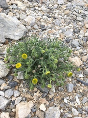 Erigeron aphanactis aphanactis
