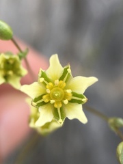 Eremogone macradenia