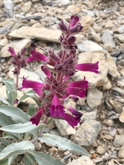 Penstemon monoensis