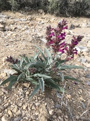 Penstemon monoensis