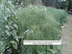 Equisetum telmateia telmateia