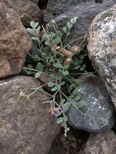 Astragalus mohavensis var. mohavensis