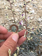 Astragalus layneae