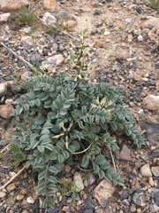 Astragalus layneae