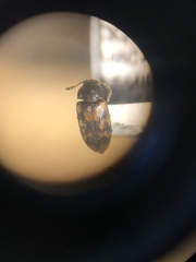 Mycetophagus pluripunctatus