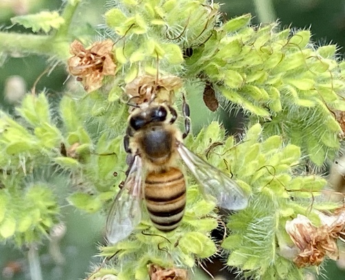 iNaturalist observation photo of Western Honey Bee