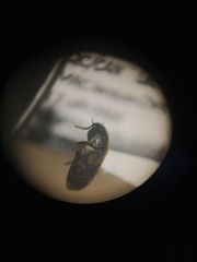 Mycetophagus pluripunctatus