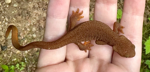 Rough-skinned Newt