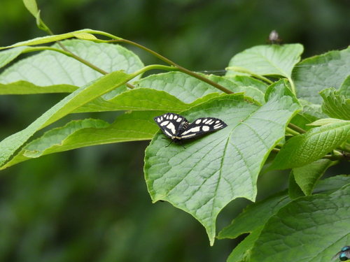 Schistomitra funeralis