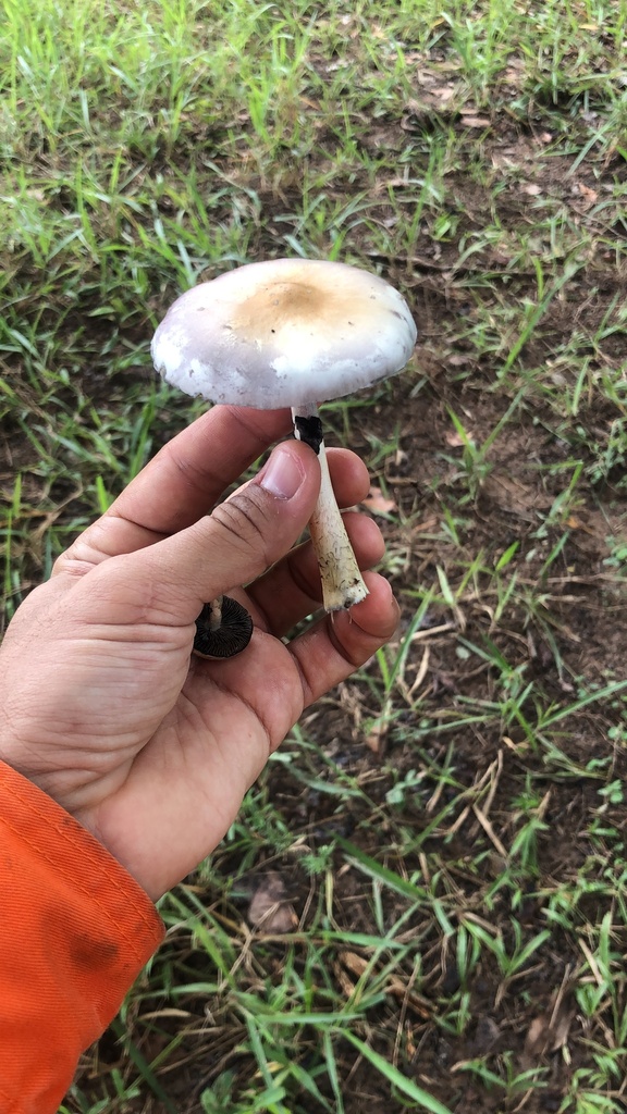 Psilocybe cubensis · May 2025 · photo: © vitordematos12 (iNaturalist, cc-by-sa)