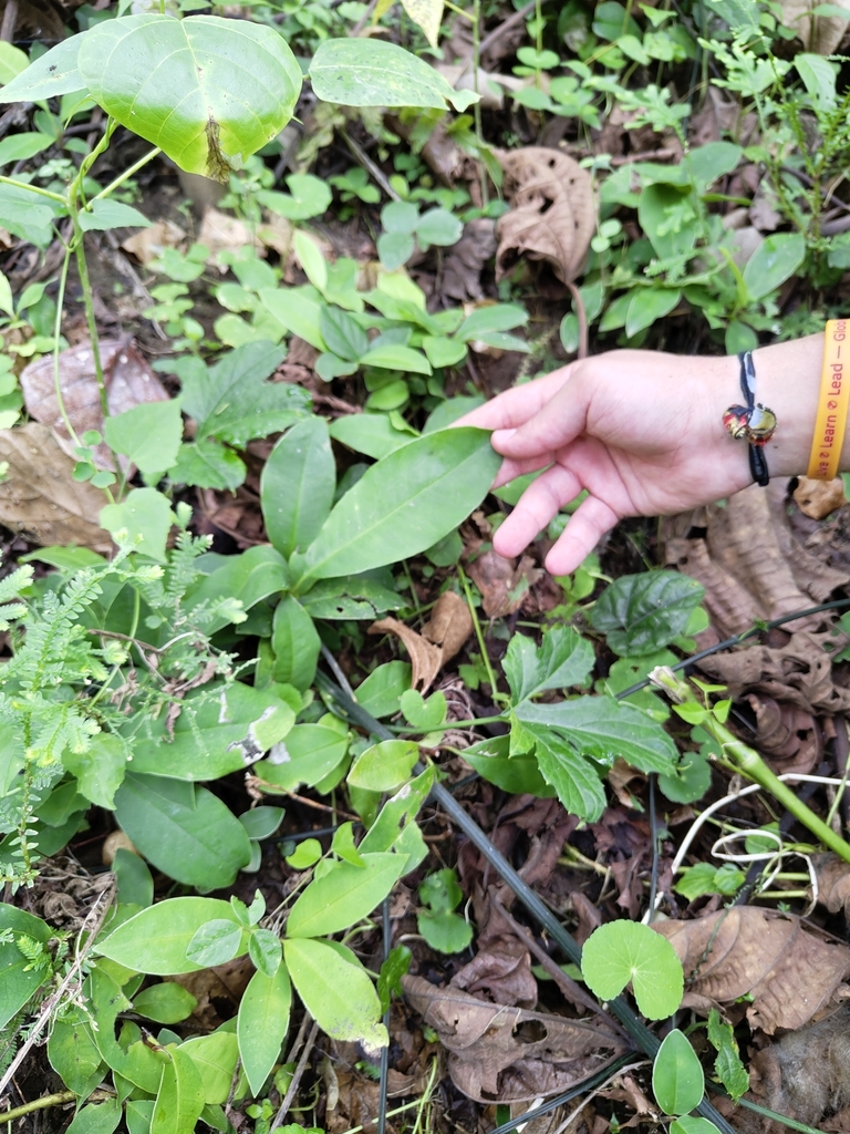 Clavija parvula