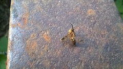 Keroplatus tipuloides