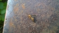Keroplatus tipuloides