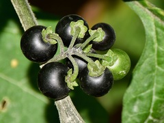 Solanum nigrum