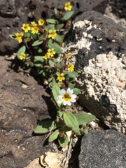 Erythranthe calcicola