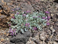 Astragalus mohavensis