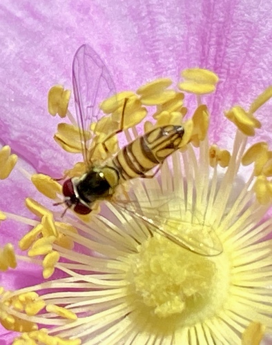 iNaturalist observation photo of Oblique Streaktail