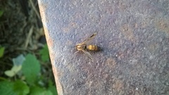 Keroplatus tipuloides