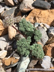 Cymopterus aboriginum