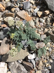 Cymopterus aboriginum