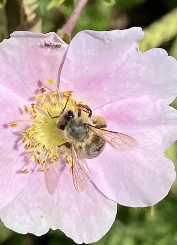 iNaturalist observation photo of Western Honey Bee
