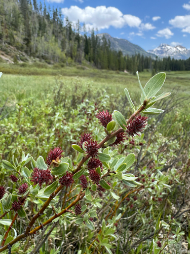Wolf's Willow (Salix wolfii)
