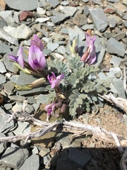 Astragalus newberryi