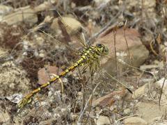 Ceratogomphus pictus