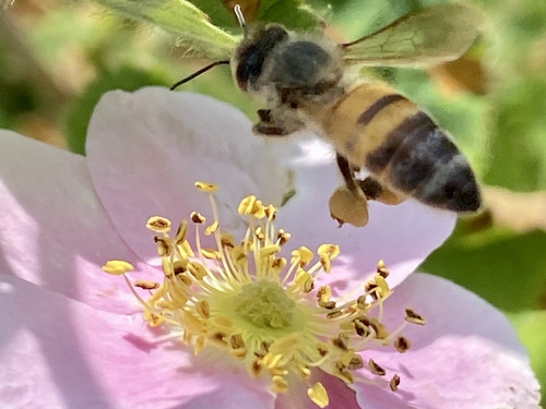iNaturalist observation photo of Western Honey Bee