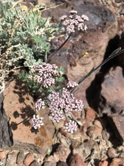 Lomatium nevadense