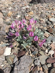 Astragalus newberryi