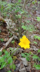 Coreopsis auriculata