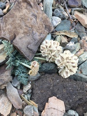Vesper purpurascens